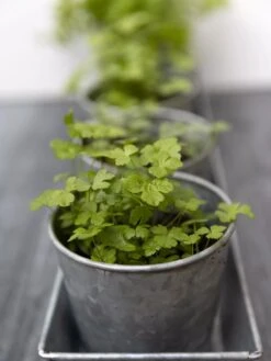 Galvanized Herb Planters With Rectangular Tray -Gardener's Supply Sales 8595903 advice 1777 tif