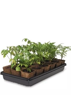 3-1/2” Square Biodegradable Pots & Tray Set 5 3-1/2” Square Biodegradable Pots & Tray Set -Gardener's Supply Sales 8595968 3916 tif
