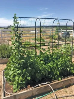 Titan Pea Tunnel -Gardener's Supply Sales 8596275 01CUST tif