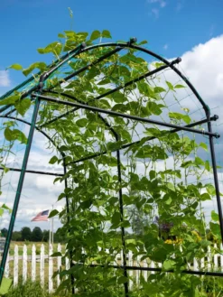 Titan Squash Tunnel 17 Titan Squash Tunnel -Gardener's Supply Sales 8596276 0122 tif