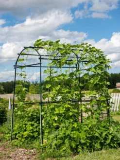 Titan Squash Tunnel 13 Titan Squash Tunnel -Gardener's Supply Sales 8596276 0133 tif