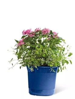 Eezy Gro Self-Watering Planters -Gardener's Supply Sales 8596425 103 tif