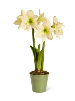 Star Potted Amaryllis -Gardener's Supply Sales 8597478 2022 lemonstar silo lemon star potted amaryllis