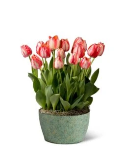 Valentine's Kiss Bulb Garden