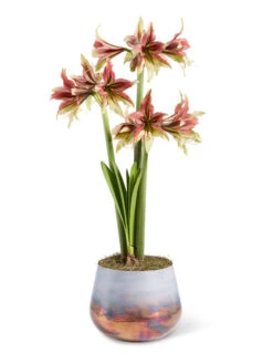 Cybister Potted Amaryllis 11 Cybister Potted Amaryllis -Gardener's Supply Sales 8598561 mystica 2021 13