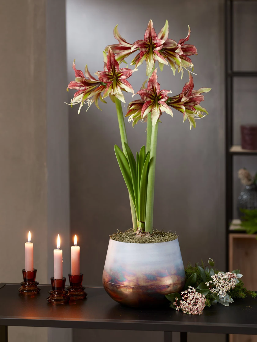 Cybister Potted Amaryllis 4 Cybister Potted Amaryllis - Image 4