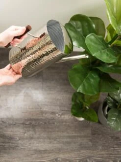 Stainless Steel Watering Can -Gardener's Supply Sales 8599057 14322 tif