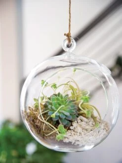Floating Orb Terrarium Kit