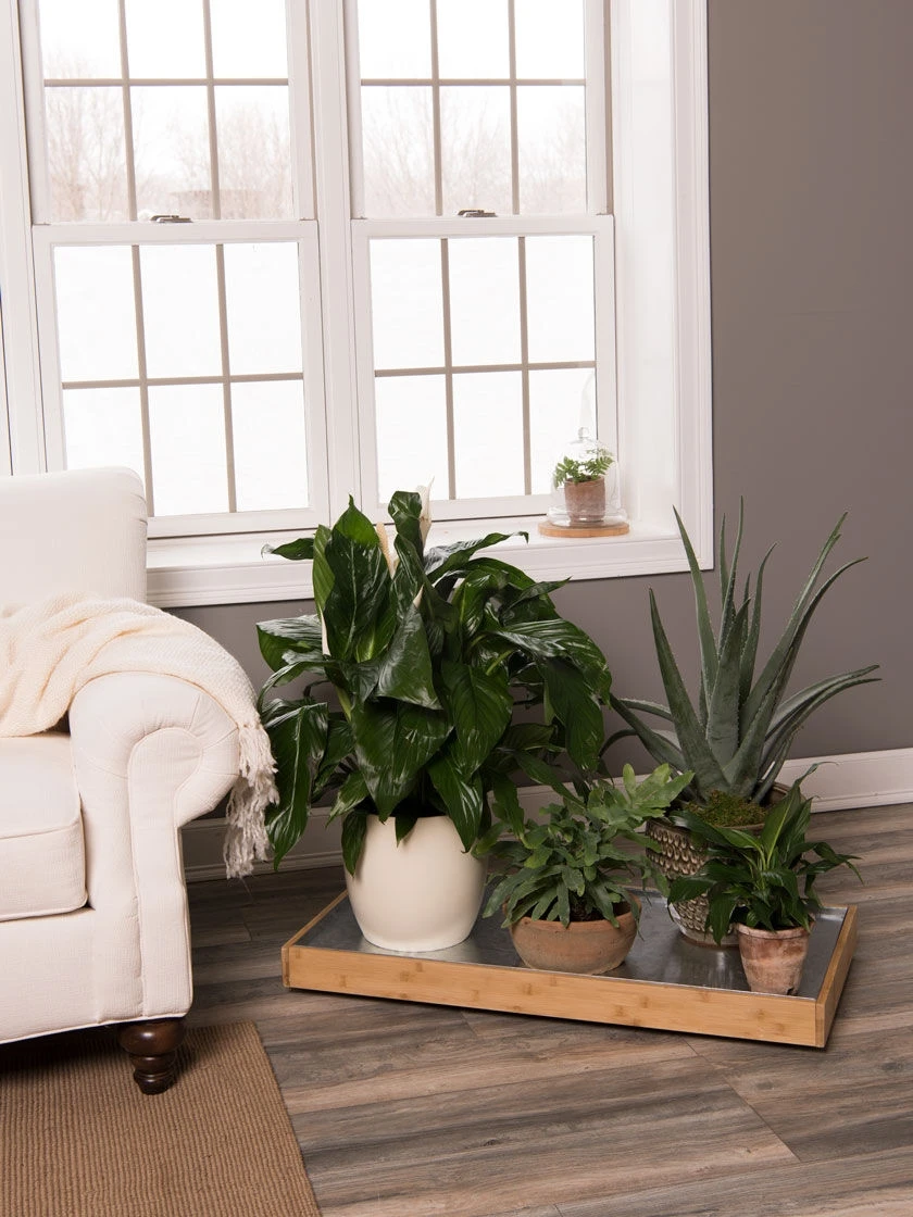 Bamboo Rolling Plant Tray 1 Bamboo Rolling Plant Tray