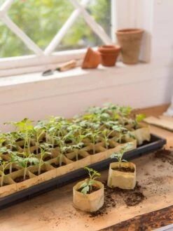 Paper Pots, 50 Cell -Gardener's Supply Sales 8599830 0502 paper pots 50 cell tif