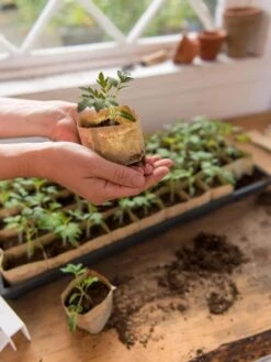 Paper Pots, 50 Cell -Gardener's Supply Sales 8599830 0507 tif