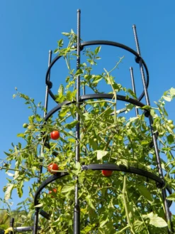 Titan Tall Tomato Cages, Set Of 3 -Gardener's Supply Sales 8599860 0066 tif