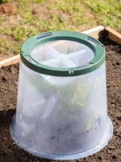 Sunny Forcing Cloches, Set Of 3 10 Sunny Forcing Cloches, Set Of 3 -Gardener's Supply Sales 8600075 0734 tif