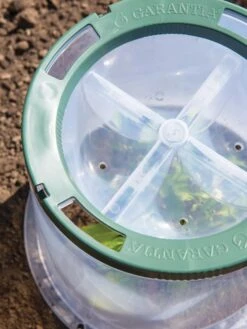 Sunny Forcing Cloches, Set Of 3 9 Sunny Forcing Cloches, Set Of 3 -Gardener's Supply Sales 8600075 0742 tif