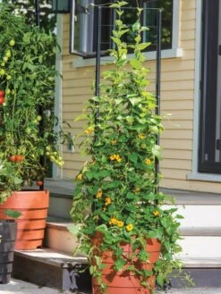 Gardener’s Victory Self-Watering Planter Garden With Vine Trellis -Gardener's Supply Sales 8600175 0733 tif 1