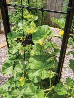 Gardener’s Victory Self-Watering Planter With Vine Trellis 20 Gardener’s Victory Self-Watering Planter With Vine Trellis -Gardener's Supply Sales 8600176 6853