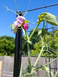 Gardener’s Victory Self-Watering Planter Garden With Vine Trellis -Gardener's Supply Sales 8600177 6588 tif 1