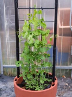 Gardener’s Victory Self-Watering Planter With Vine Trellis 16 Gardener’s Victory Self-Watering Planter With Vine Trellis -Gardener's Supply Sales 8600178 5000 tif