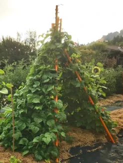 Annabel Tipi Trellis -Gardener's Supply Sales 8600521 02V tif