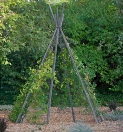 Annabel Tipi Trellis -Gardener's Supply Sales 8600521 07V jpg