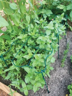 Cut Flower Grid Support, Set Of 2