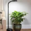 Agrobrite Floor LED Plant Lamp