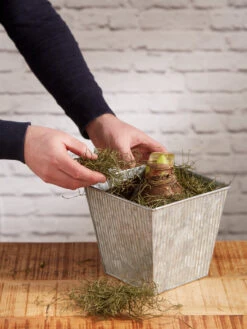 Amaryllis Planting Kit -Gardener's Supply Sales 8608878 diykit 2021 04