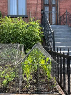 Chicken Wire Crop Coop 23 Chicken Wire Crop Coop -Gardener's Supply Sales 8609080 02CUST tif