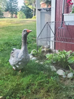 Chicken Wire Crop Coop 21 Chicken Wire Crop Coop -Gardener's Supply Sales 8609080 02IN tif