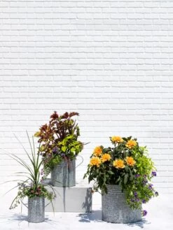 Metal Bucket Planters -Gardener's Supply Sales 8609085 0852 tif