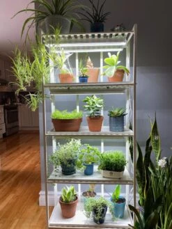 Oslo 4-Tier LED Grow Light Garden -Gardener's Supply Sales 8609220 03IN tif