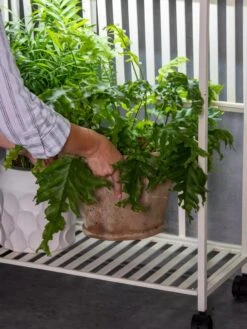 Oslo 2-Tier LED Grow Light Garden, 2 Fixtures -Gardener's Supply Sales 8609220 4122 tif