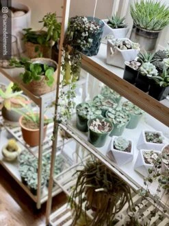 Oslo 2-Tier LED Grow Light Garden, 2 Fixtures -Gardener's Supply Sales 8609221 02IN tif