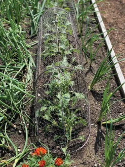 Chicken Wire Row Cloche Expandable Extra Large 3N1 -Gardener's Supply Sales 8609412 5903 tif