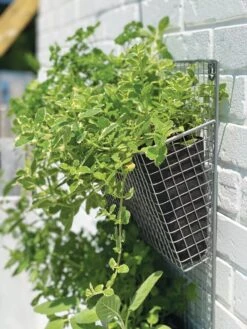 Wire Wall Pockets Vertical Gardens -Gardener's Supply Sales 8609429 9500 tif