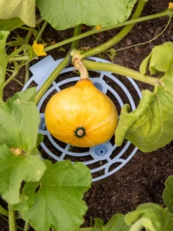 Melon And Squash Cradles, Set Of 6