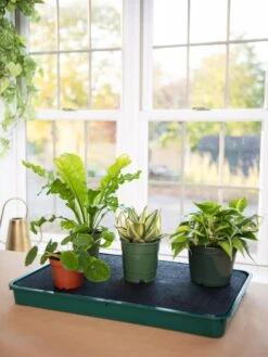 Self-Watering Tray -Gardener's Supply Sales 8609872 9021 tif