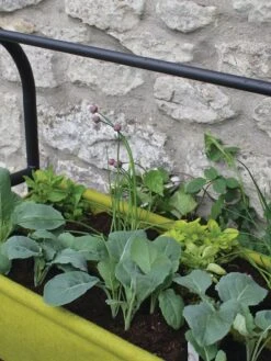 Vigoroot™ Self-Watering Easy Garden Planter -Gardener's Supply Sales 8609879 04V tif