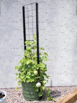 Gardener’s Victory Self-Watering Planter With Vine Trellis 13 Gardener’s Victory Self-Watering Planter With Vine Trellis -Gardener's Supply Sales 8610238 15487 tif