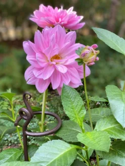 Arden Single Stem Supports, Set Of 2 -Gardener's Supply Sales 8610375 5703 tif