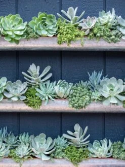 3-Tier Vertical Wall Planter, 3' 9 3-Tier Vertical Wall Planter, 3' -Gardener's Supply Sales 8611013 055 tif