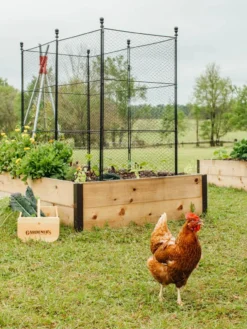 Tall Chicken Wire Critter Fence With Gate -Gardener's Supply Sales 8611020 316 tif