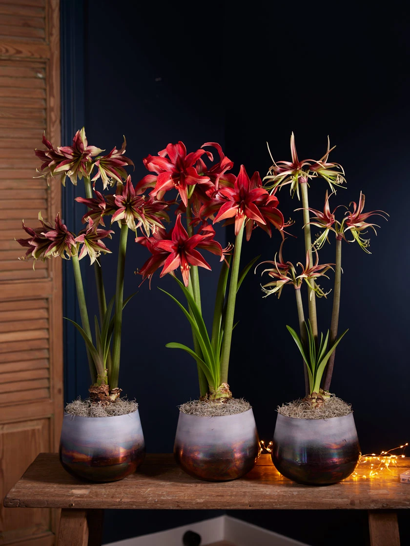Cybister Potted Amaryllis 1 Cybister Potted Amaryllis