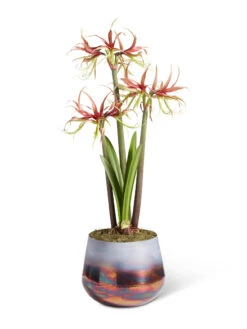 Cybister Potted Amaryllis 13 Cybister Potted Amaryllis -Gardener's Supply Sales 8611120 chico 2021 09