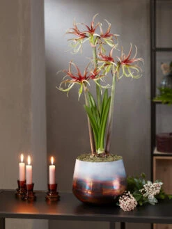 Cybister Potted Amaryllis 12 Cybister Potted Amaryllis -Gardener's Supply Sales 8611120 chico 2021 10
