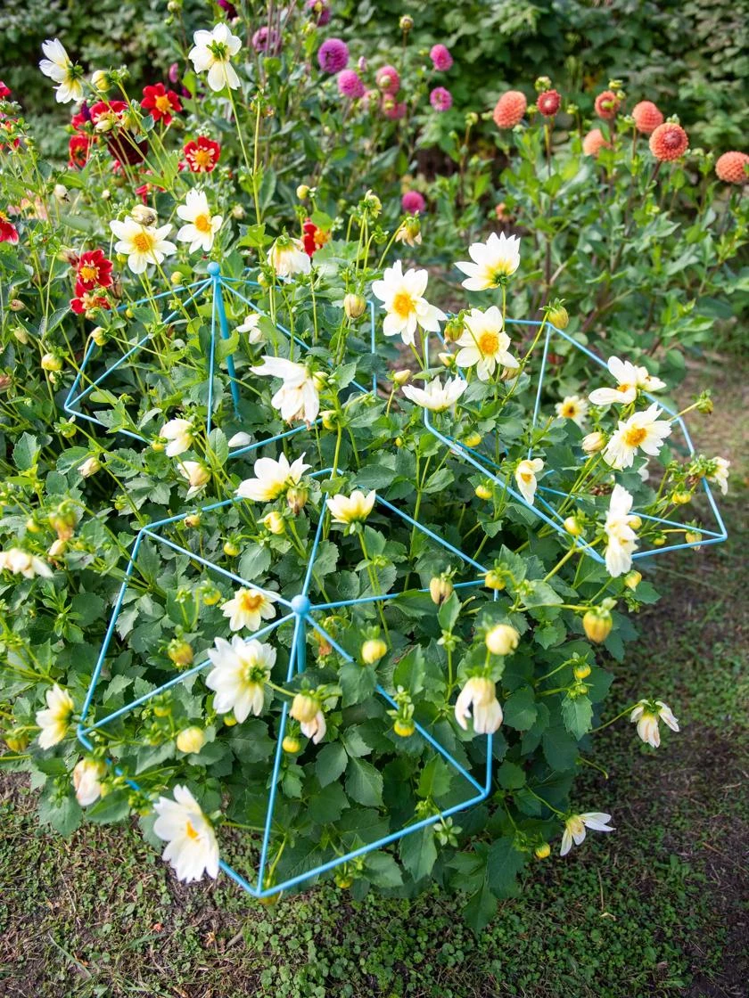 Parasol Plant Supports, Set Of 3 2 Parasol Plant Supports, Set Of 3 - Image 2