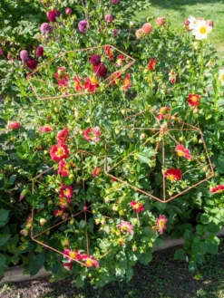 Parasol Plant Supports, Set Of 3 11 Parasol Plant Supports, Set Of 3 -Gardener's Supply Sales 8611129 050 tif