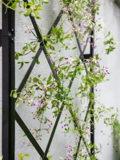 Lattice Gable Wall Trellis 6 Lattice Gable Wall Trellis -Gardener's Supply Sales 8611130 011