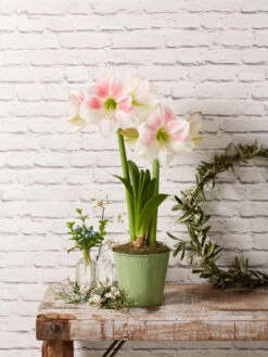 Star Potted Amaryllis -Gardener's Supply Sales 8611499 2022 rosystar rosy star potted amaryllis