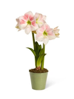 Star Potted Amaryllis -Gardener's Supply Sales 8611499 2022 rosystar silo rosy star potted amaryllis